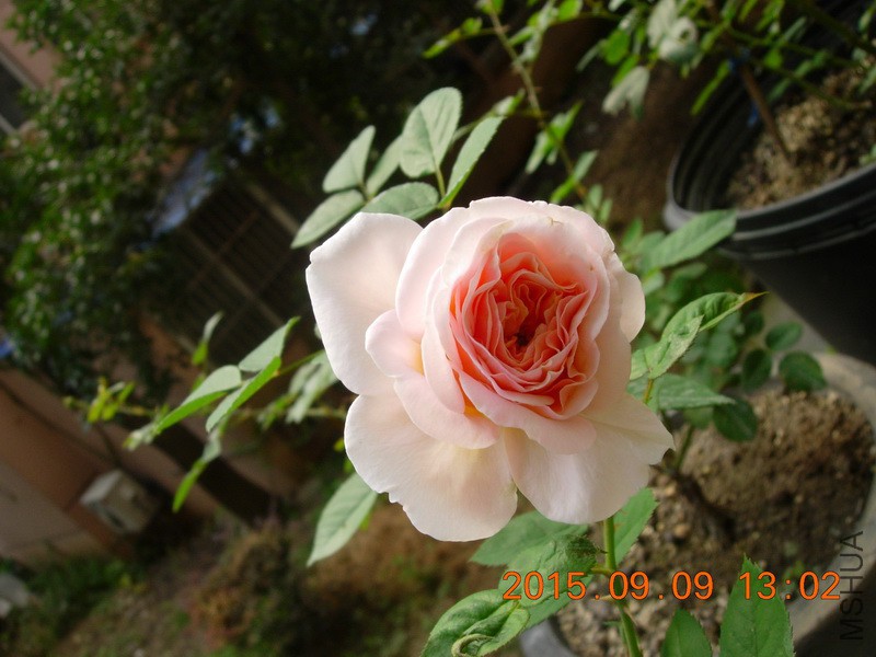 DSCN1658_resize.JPG