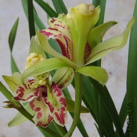 ��ʨ��