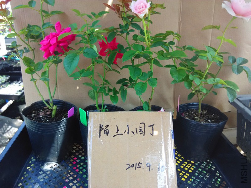 ��ɫ��ܽ�������˷�ɫ׷������.jpg