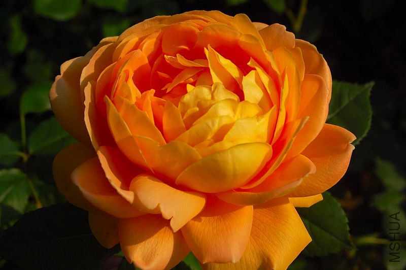 DSC_00340034.JPG