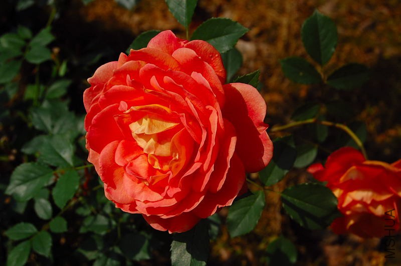 DSC_08410841.JPG