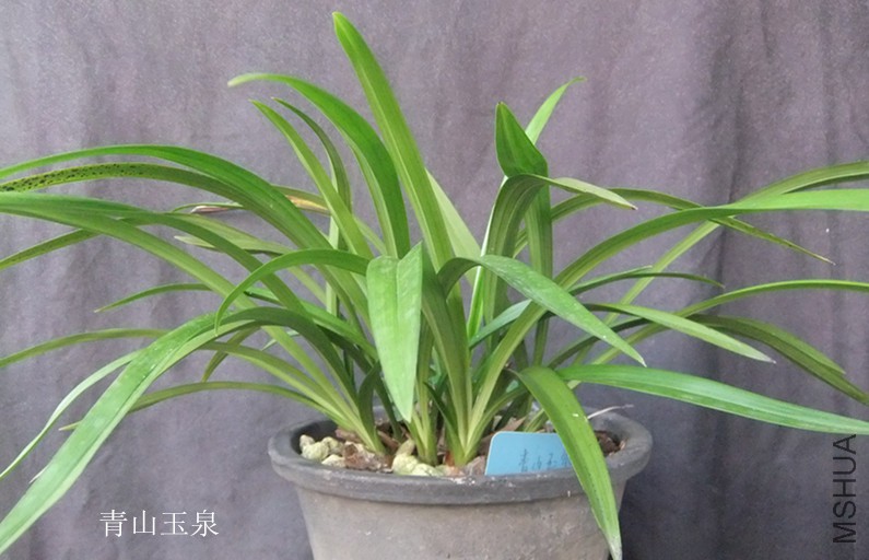 DSCF4351_����.jpg