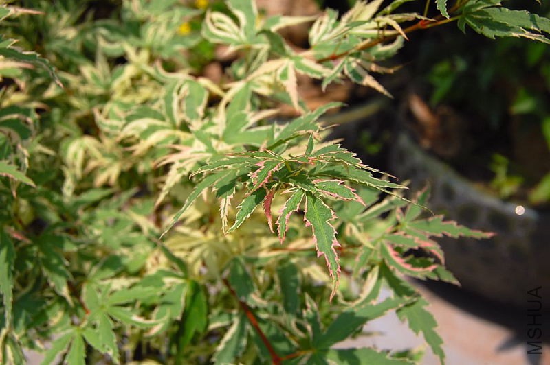 DSC_00560056.JPG