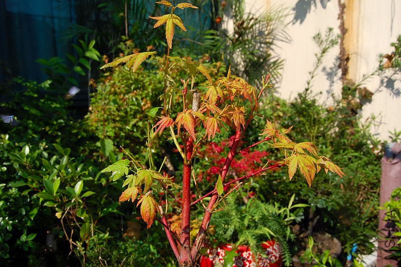 DSC_32310166.JPG