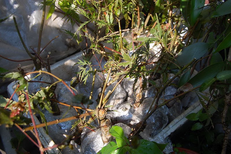 DSC_32200155.JPG