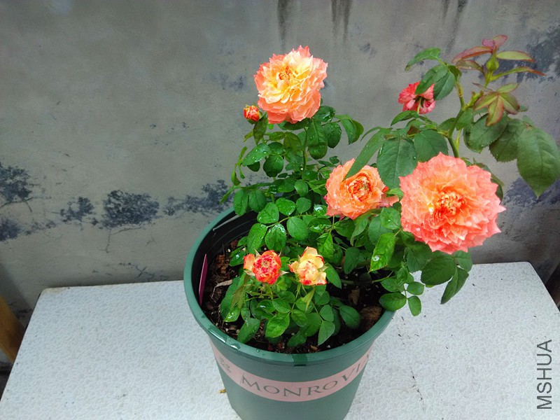 IMG_20150818_111217.jpg