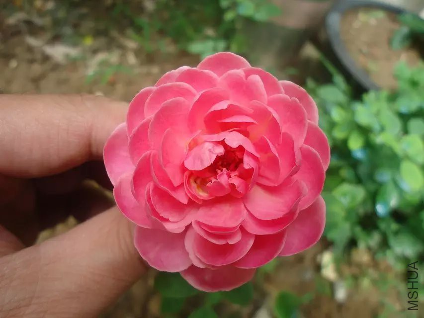 psb (2).jpg