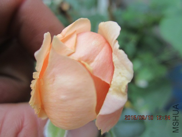 IMG_1112.JPG