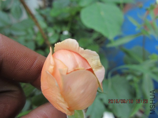IMG_1111.JPG