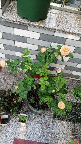IMG_20150909_065715.jpg