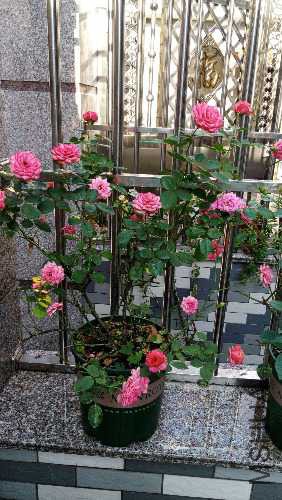 IMG_20150909_065647.jpg