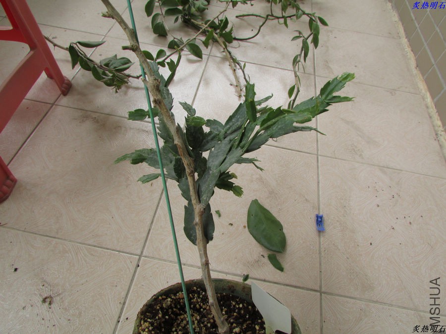 IMG_9274_nEO_IMG.jpg