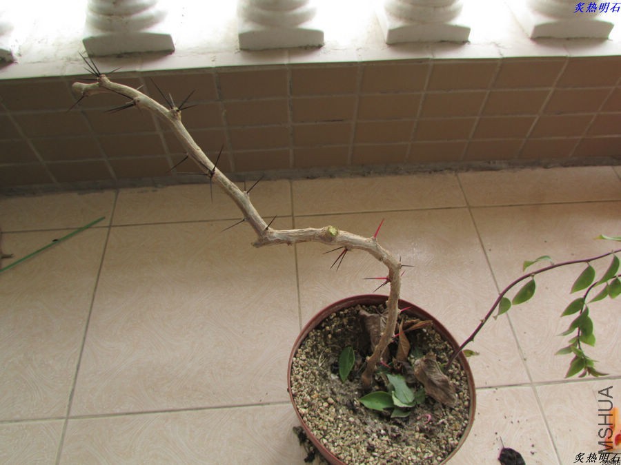 IMG_9265_nEO_IMG.jpg