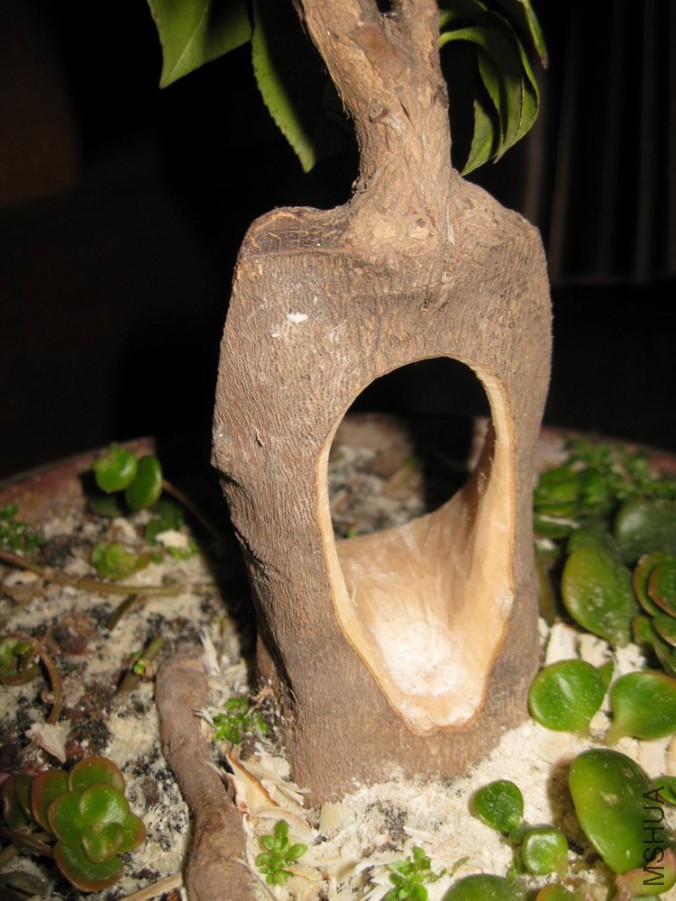IMG_4475.JPG