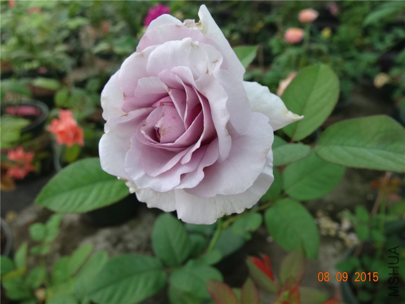 DSC05587.jpg