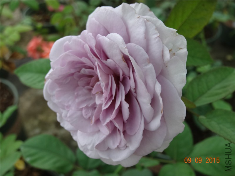 DSC05659.jpg