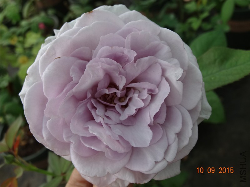 DSC05731.jpg