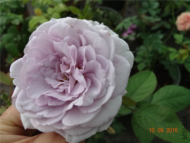DSC05733.jpg