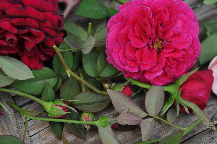 DSC_8231_����.jpg