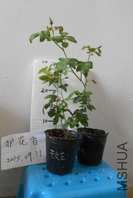 QQͼƬ20150911095227.jpg