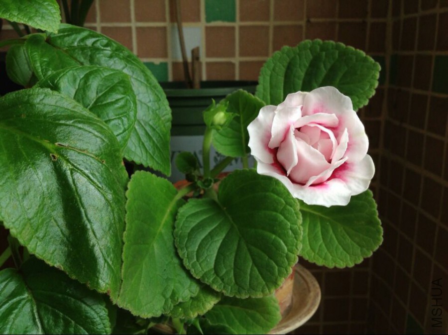 QQͼƬ20150911121622.jpg