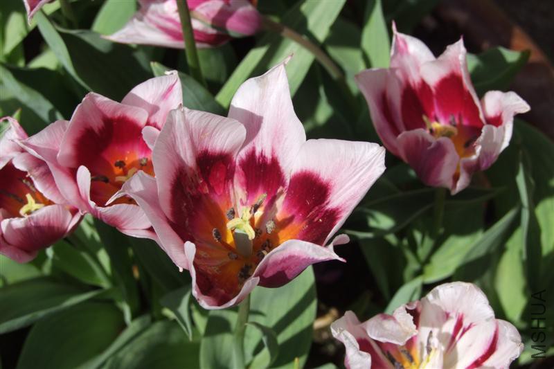 hybrid_tulip_lac_van_rijn_has_been_grown_in_hollan_501a0e31e0.JPG