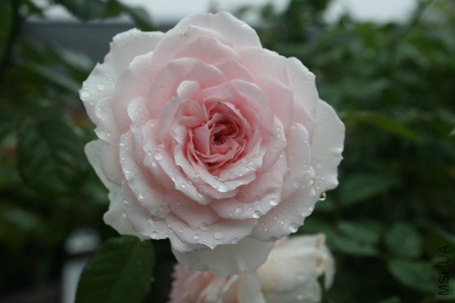 psb (3).jpg