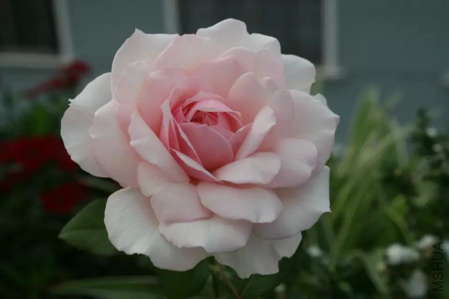 psb (9).jpg