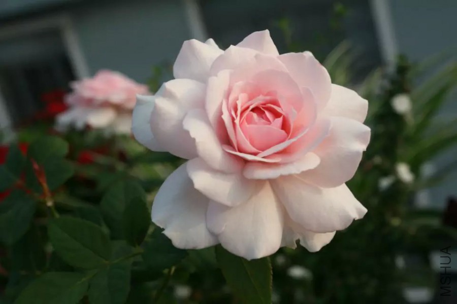 psb (10).jpg