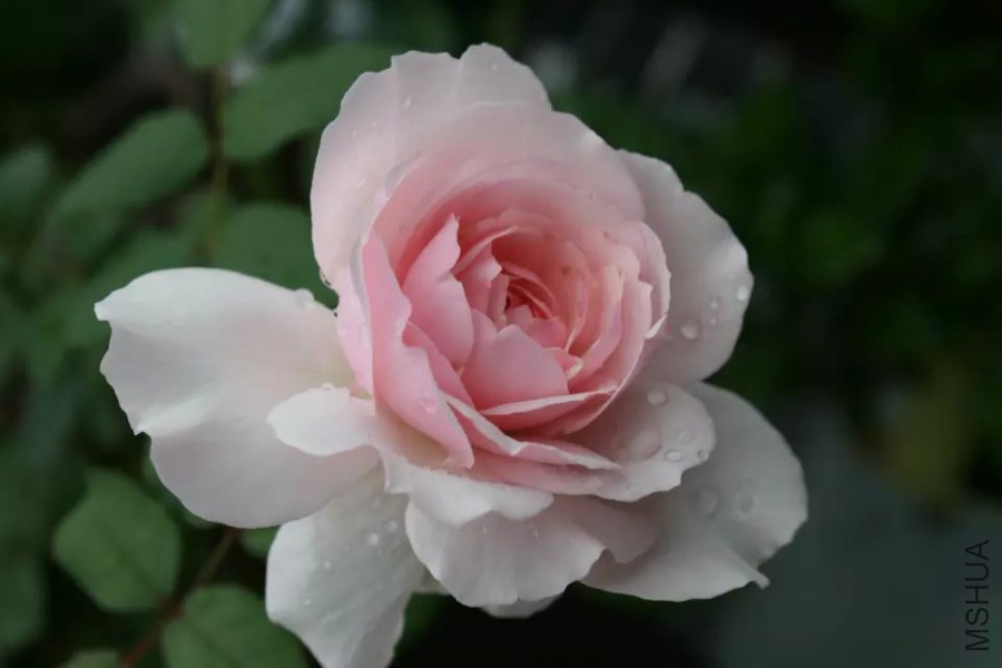 psb (15).jpg