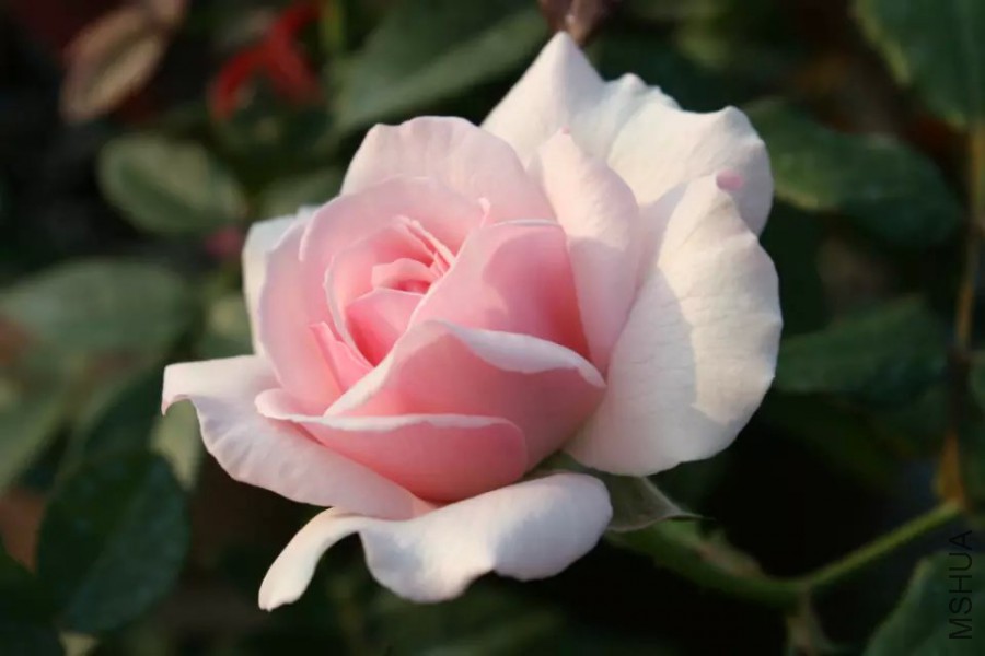 psb (20).jpg