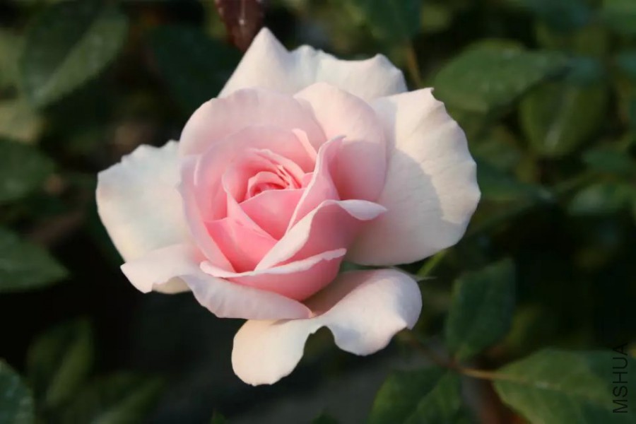 psb (21).jpg