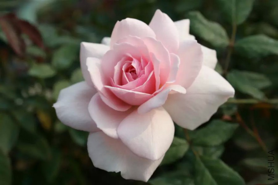 psb (22).jpg