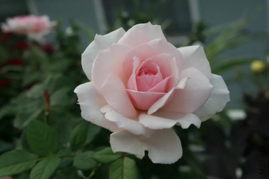 psb (30).jpg