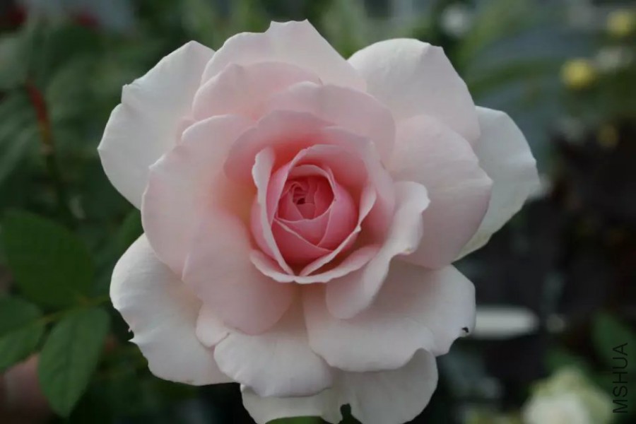 psb (31).jpg