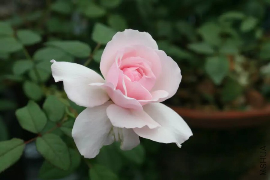 psb (32).jpg