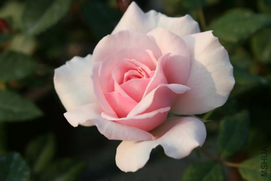 psb (33).jpg
