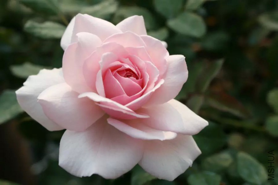 psb (34).jpg