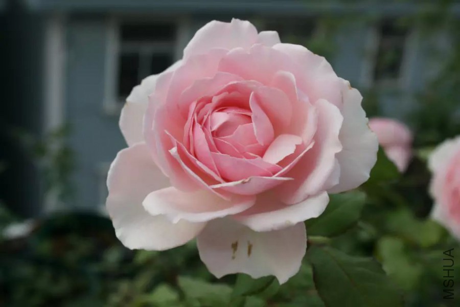 psb (35).jpg