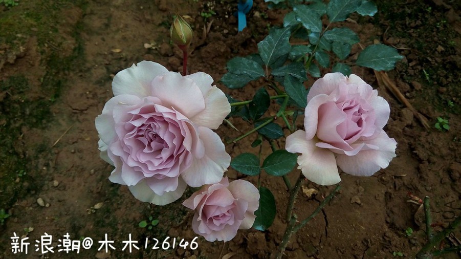 276595.jpg