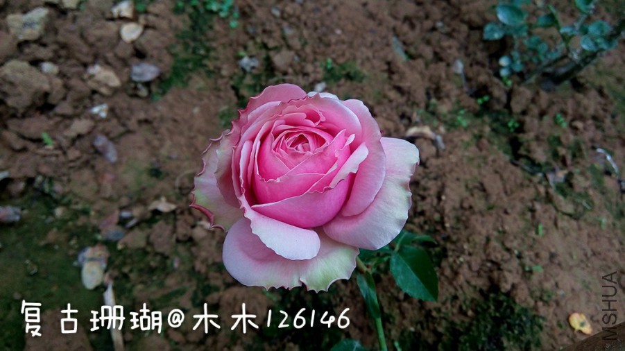 276570.jpg