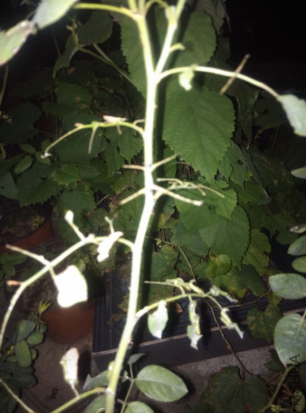 conew_img_20150911_220409.jpg