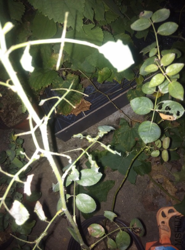 conew_img_20150911_220517.jpg