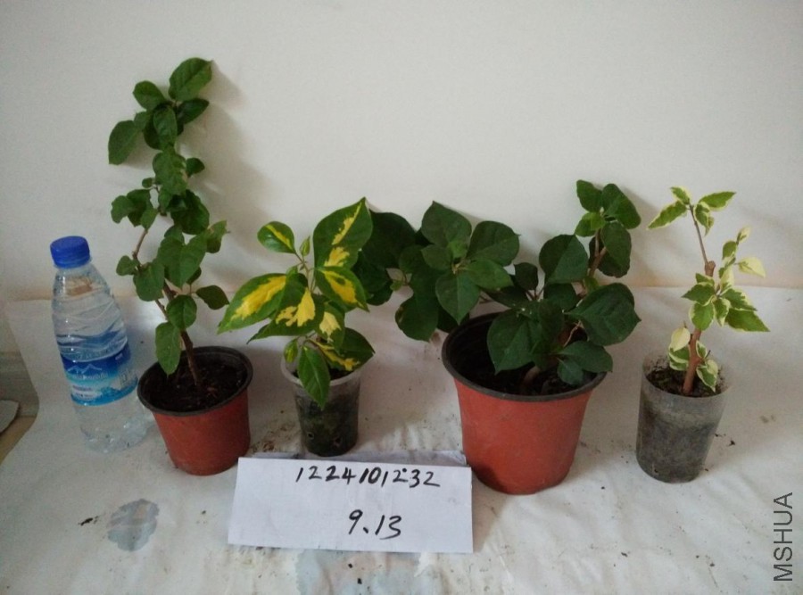 9�飺�̳ȡ�����˫ɫ���غ졢��Ҷ��4��65Ԫ���˾�0.5��1���ף���.jpg