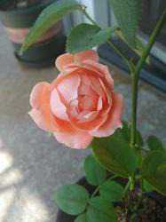 6d99fb2ca5cc17faefeeba9ea6bbc0c57ace2169.jpg