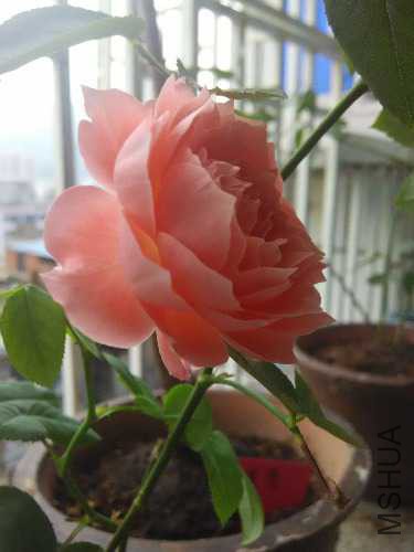 IMG_20150913_171538.jpg