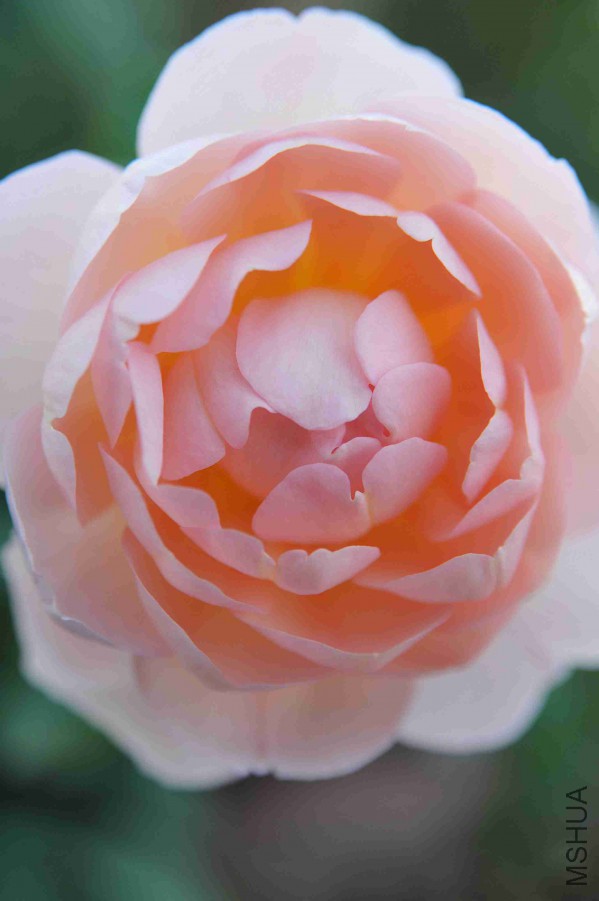 DSC_8739_����.jpg