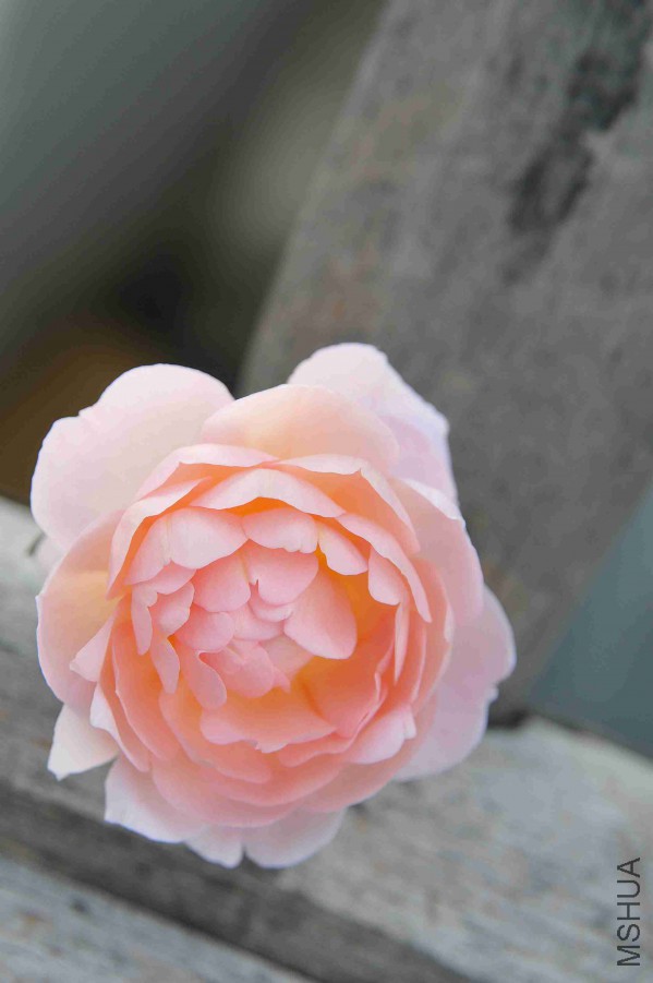 DSC_8742_����.jpg