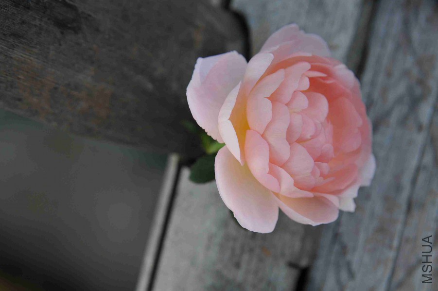 DSC_8743_����.jpg