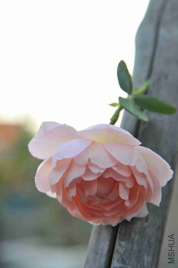 DSC_8744_����.jpg
